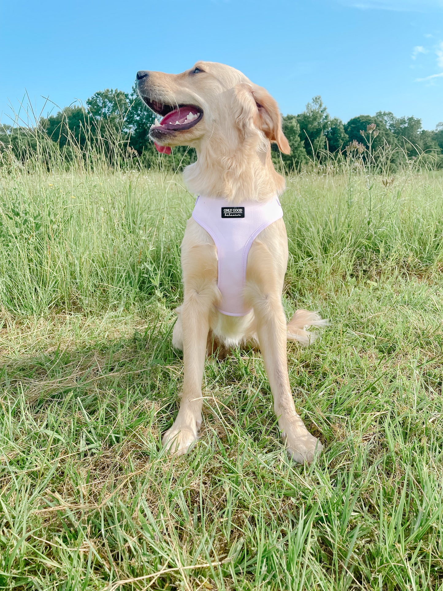 Adjustable Harness - Pretty in Pink