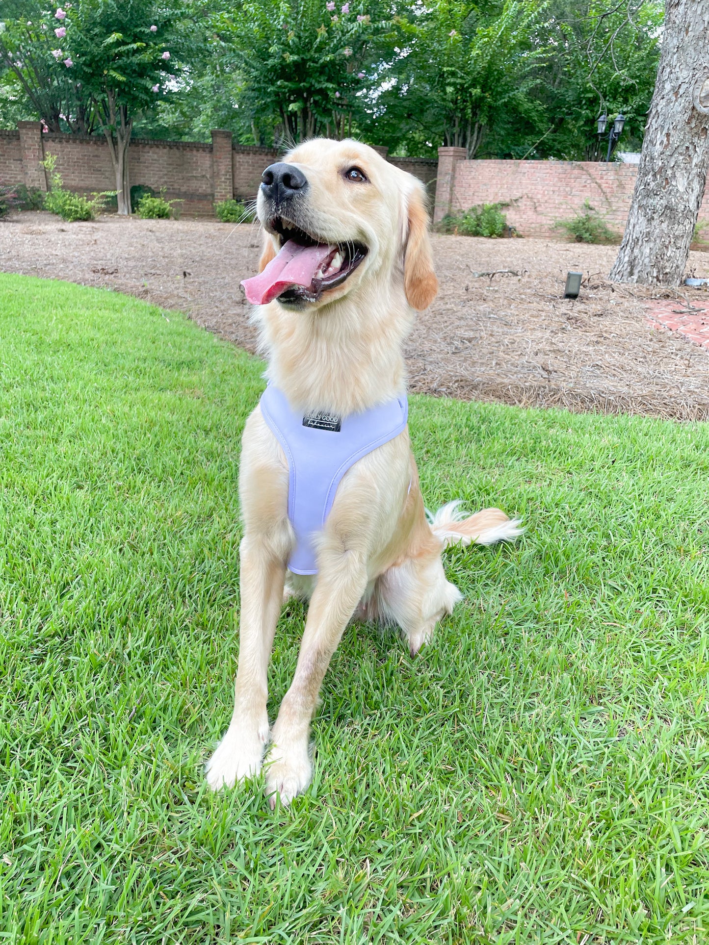 Adjustable Harness - Lovely Lavender