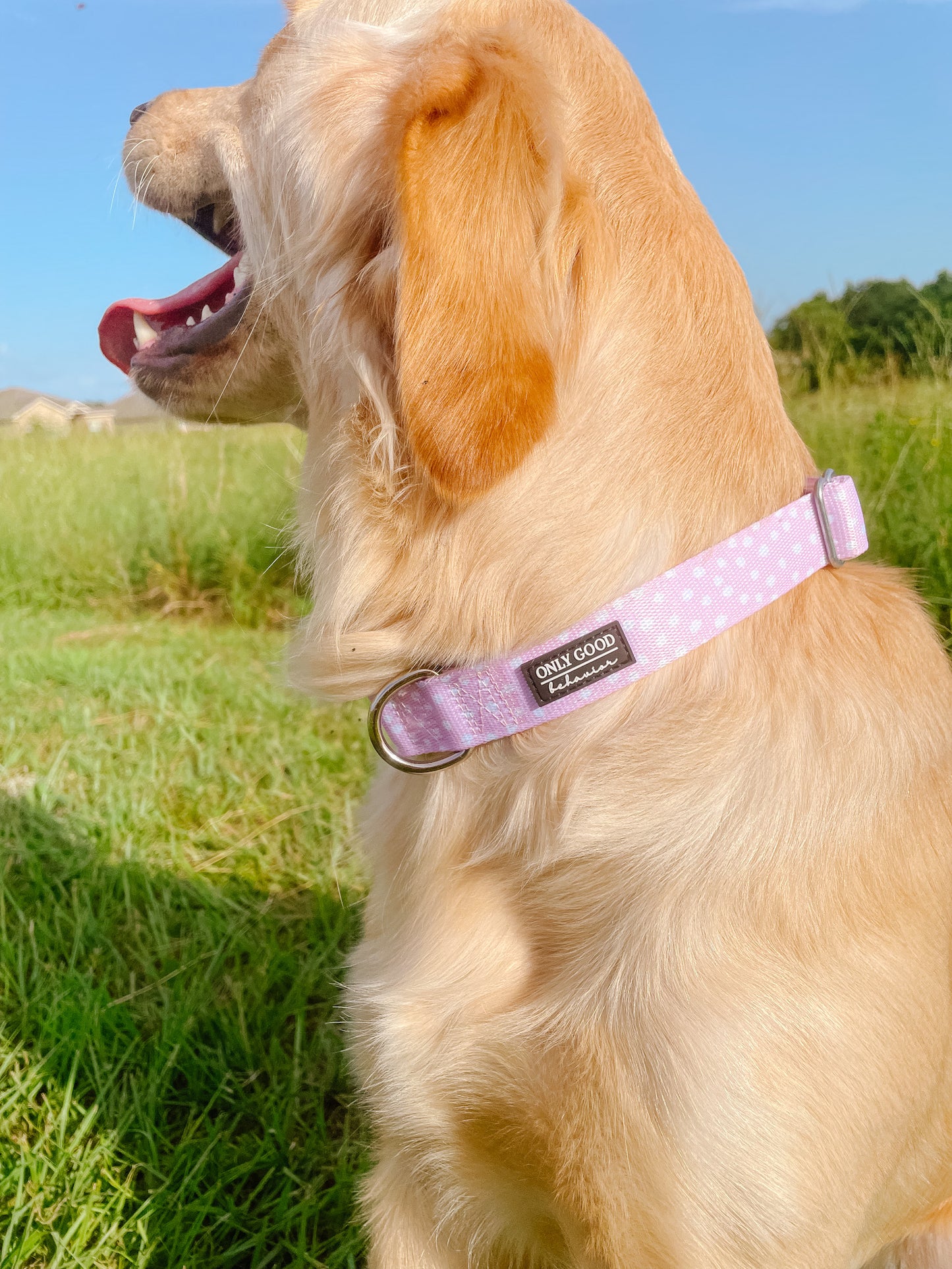 Collar - Lady in Pink