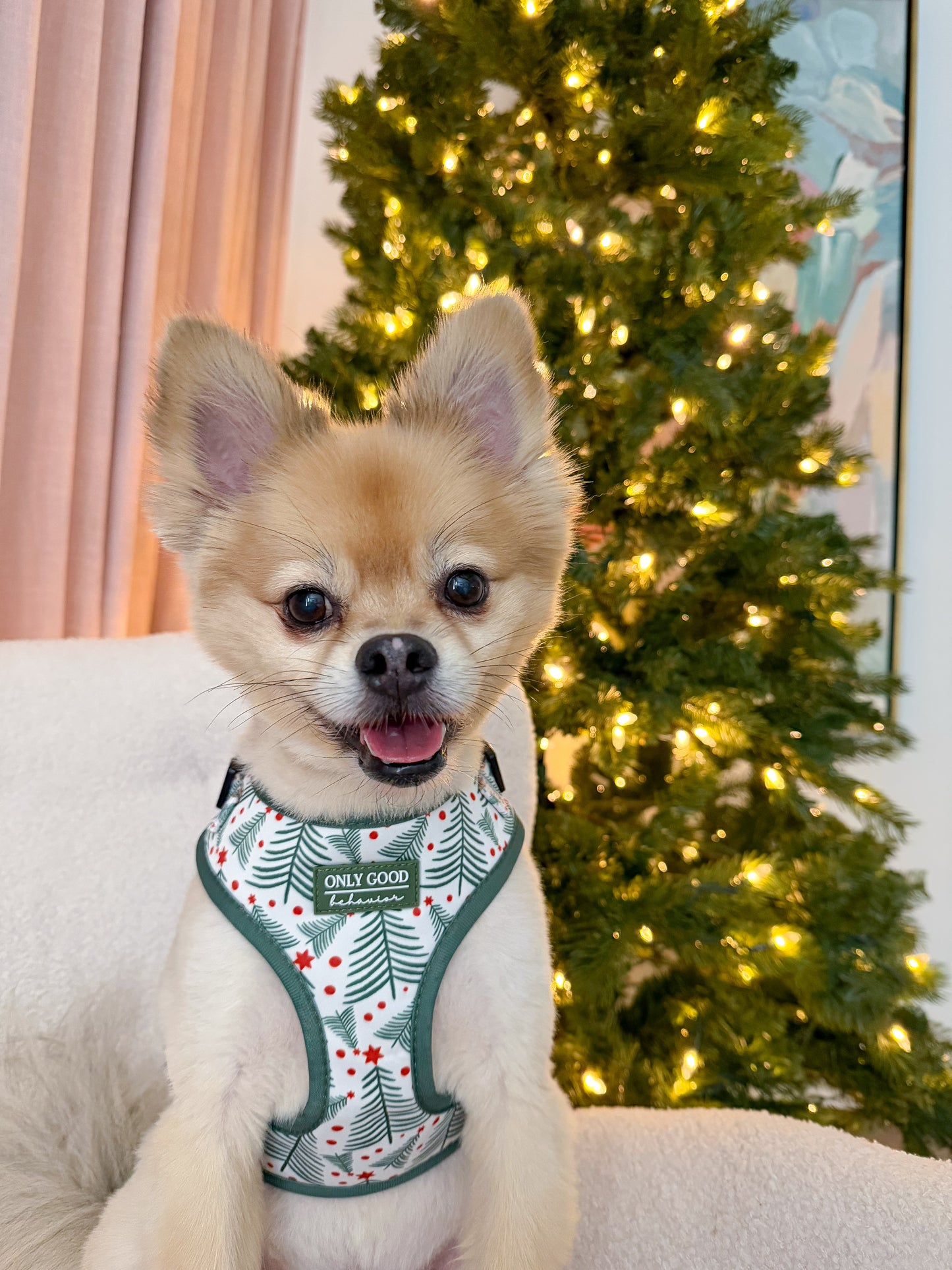 Adjustable Harness - Koda Klaus